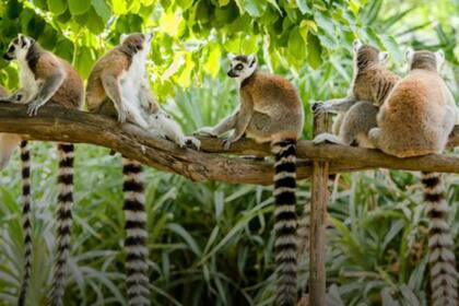 El bosque es hogar de lémures en peligro de extinción y se están quedando sin alimento