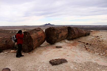 El Bosque Petrificado, con formaciones geológicas de hace 150 millones de años
