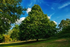 El bosque primario tiene características únicas que explican por qué su pérdida causa daños irreversibles