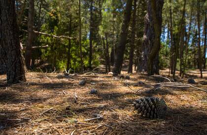 El bosque, protagonista de Mar de las Pampas