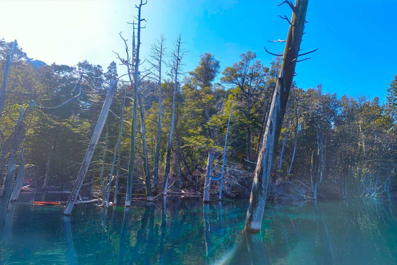 Lago Traful con árboles y bosque parcialmente sumergido