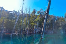 Villa Traful: un pueblo patagónico en el medio de la Ruta de los Siete Lagos que atesora un bosque sumergido
