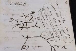 El misterio de los cuadernos de Darwin: reaparecieron en una bolsa de regalo