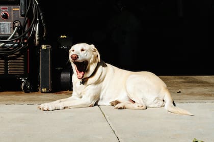 El bostezo también sucede en el reino animal, solo que tiene una duración corta