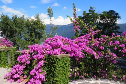El botánico en la isla de Brissago