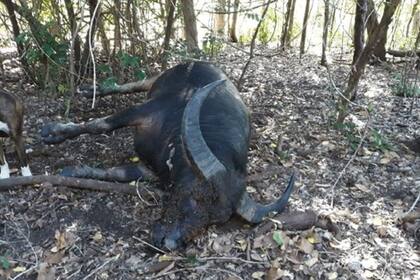 El bóvido, de unos 800 kilos, murió por las flechas de su cazador, que aseguró que en cuanto se recupere continuará cazando