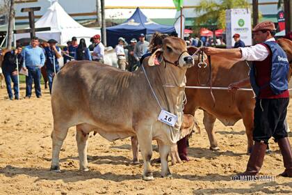 El Brahman es una raza de aptitud carnicera adaptada a entornos tropicales y subtropicales