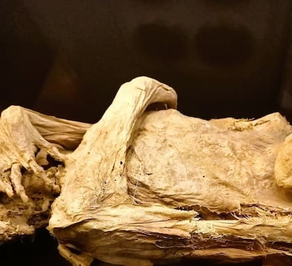 El brazo de la momia se rompió mientras la limpiaban