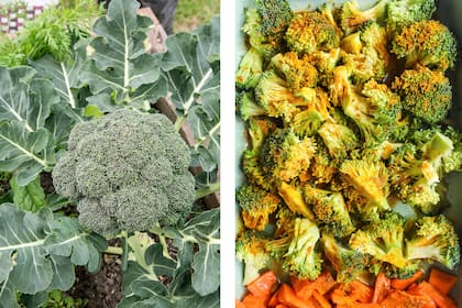 El brócoli es una de las principales fuentes de azufre en la dieta, también tienen un alto contenido de fibra