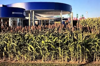 Encontraron la clave genética para evitar millonarias pérdidas en un importante cultivo