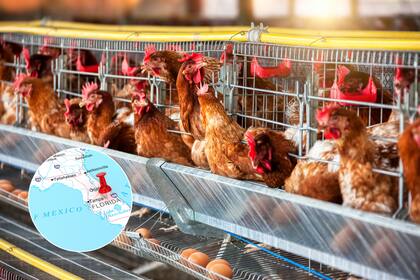 El brote de gripe aviar afectó a más de 110 millones de aves desde 2022, según datos del USDA