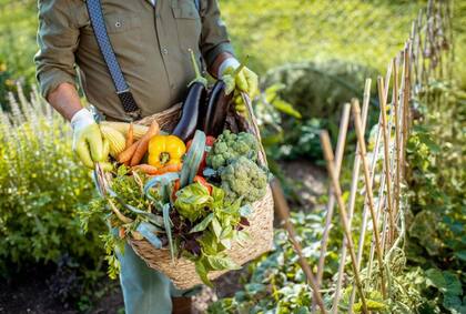 El Brote trabaja con un arreglo exclusivo y directo con diferentes productores y huertas orgánicas y agroecológicas de todo el país.