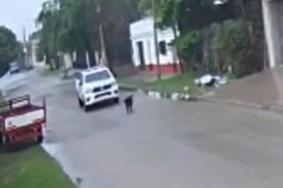 Con un insólito argumento, sobreseen a tres policías enjuicidados por atropellar y matar a un perro