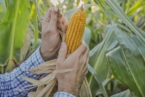 Una herramienta ayuda a optimizar la densidad y el manejo variable del maíz