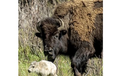 El búfalo blanco que nació en el Parque Nacional Yellowstone (Erin Braaten/Dancing Aspens Photography vía AP)