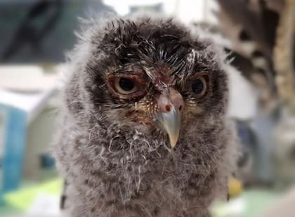 El búho todavía está en recuperación y será liberado en la naturaleza (Foto: Raven Ridge Wildlife Center)