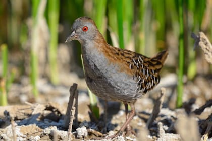 El burrito negruzco es un trofeo para observadores apasionados con oído muy afinado.