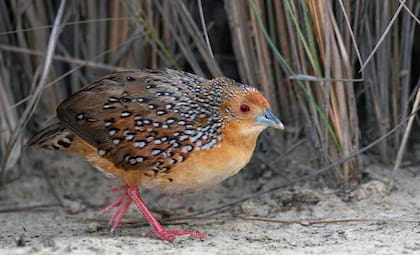El burrito ocelado solo puede verse en este lugar