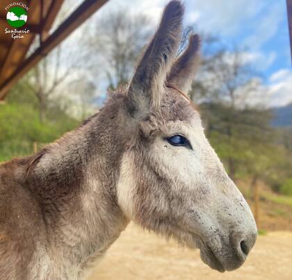 El burro se encuentra en un santuario