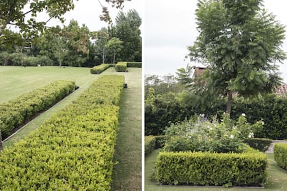 El buxus determina espacios o contiene, según el manejo paisajístico que se le dé.