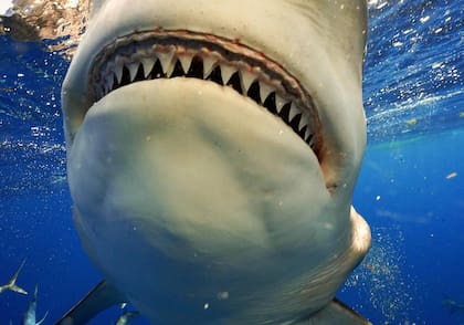 El buzo logró fotografiar al colosal tiburón desde cerca