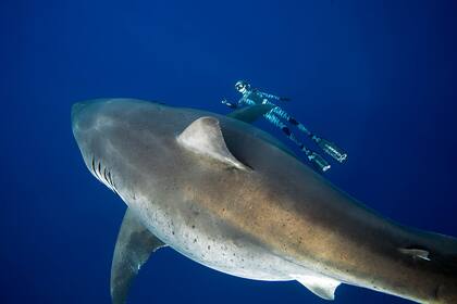 El buzo Ocean Ramsey al lado de un tiburón blanco en Oahu, Hawaii