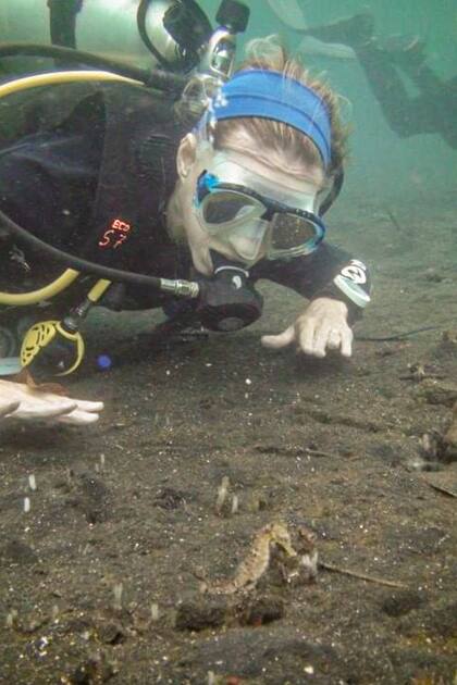 El caballito de mar es una especie esquiva y difícil de avistar.