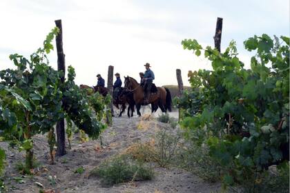 El caballo criollo, protagonista de la estepa patagónica, también tiene su lugar en la finca