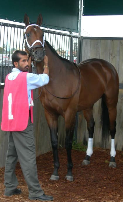 El caballo en el antiguo Gulfstream Park, en vísperas de su última victoria en Estados Unidos, en 2007