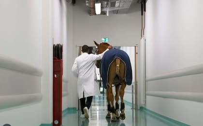 El caballo entra al hospital bajo un estricto protocolo sanitario (Foto: @docteur_peyo)