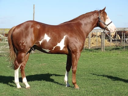 El caballo finalmente costó 6000 dólares