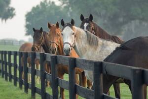 El caballo forma parte de la vida de los rioplatenses desde el siglo XVI