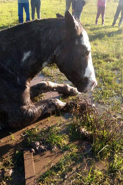El caballo fue encontrado tirado en un río, quebrado, en General Rodríguez