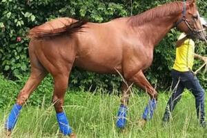 Venezuela: roban a un caballo de carreras campeón y lo mutilan para comérselo