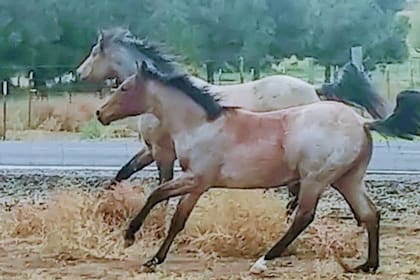 El caballo Infinite por momentos se ve rojizo y en otras ocasiones pareciera tener un tinte gris