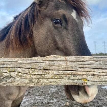 El caballo Ojibwe Spirit es la única raza de caballo autóctona conocida en Canadá.