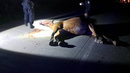 El caballo quedó tendido sobre el asfalto. Foto: X