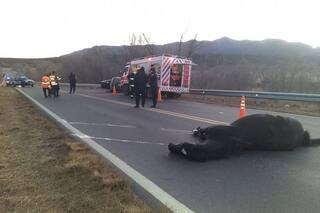 Llevaba a su nieta al colegio y murió al chocar contra un caballo en la ruta