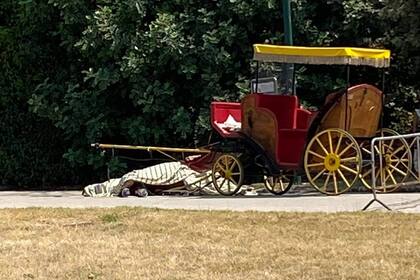 El caballo tiraba de un carruaje cuando cayó al piso muerto