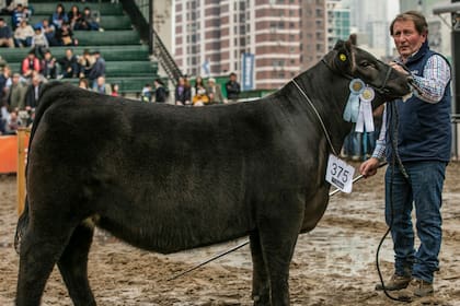 El cabañero Miguel Machicote con la ternera Tank durante la jura en la Exposición Rural de Palermo