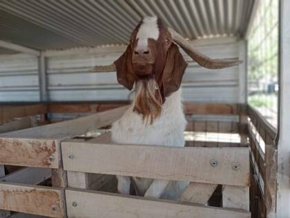 El cabrito como identidad: Quilino recibe el 1° Congreso de Caprinocultura