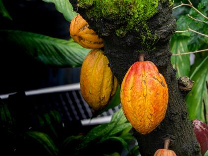 El cacao tiene propiedades antioxidantes y antibacterianas, por lo que promovió la longevidad de los Mayas