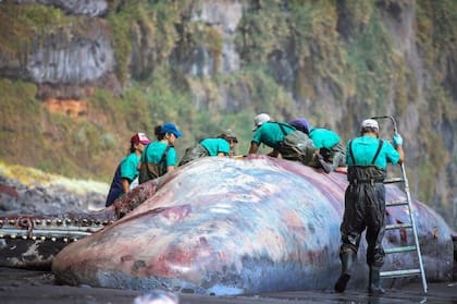 El cachalote fue estudiado por el equipo del IUSA dirigido por Fernández