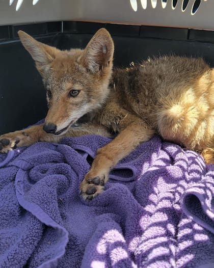 El cachorro de coyote se escondió en la casa de un perro
