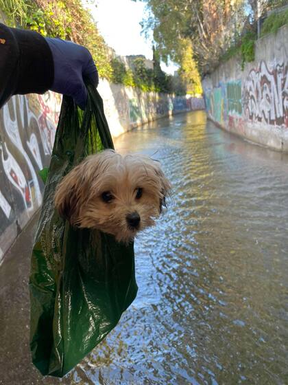 El cachorro no hubiera sobrevivido mucho más si ese día el destino no lo hubiera cruzado en el camino de Vargas.