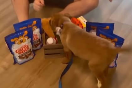 El cachorro no ocultó su alegría al recibir los regalos