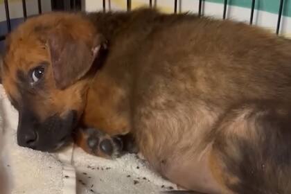 El cachorro se encontraba lleno de garrapatas de todos los tamaños