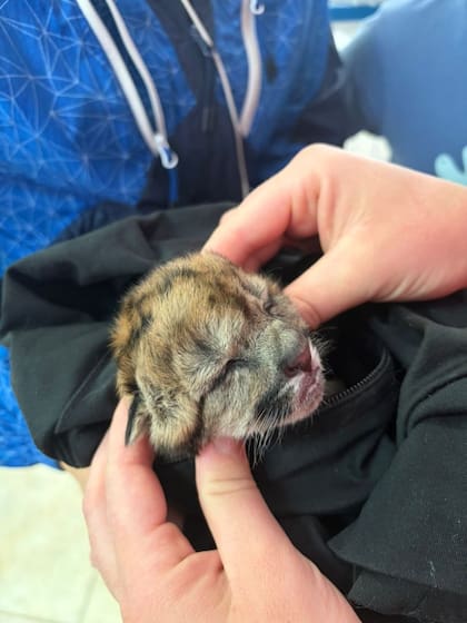 El cachorro se encuentra bajo cuidados veterinarios. (Parque Nacional Nahuel Huapi)