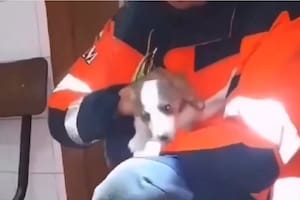 Rescatan vivo a un cachorro de un conducto de ventilación donde había caído en España