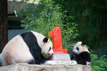 El cachorro Xiao Qi Ji (en la foto con su madre, Mei Xiang) nació en 2020, durante la pandemia